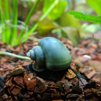 Mystery Snail (Pomacea bridgesii)
