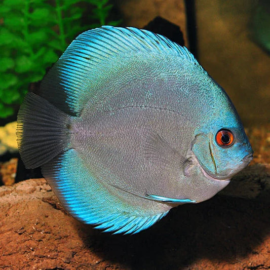 Blue Diamond Discus (Symphysodon aequifasciatus) ~6-7cm