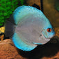 Blue Diamond Discus (Symphysodon aequifasciatus) ~6-7cm