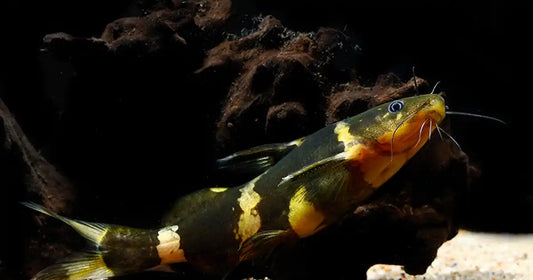 Bumblebee Catfish (Microglanis iheringi)
