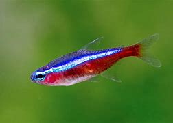 Cardinal Tetras (Paracheirodon axelrodi) is