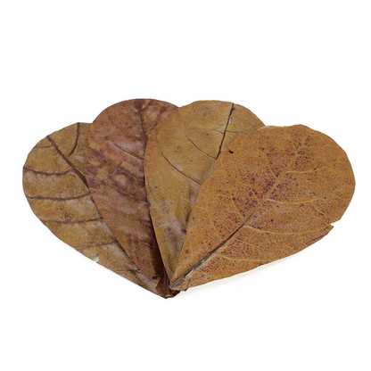Catappa Leaves