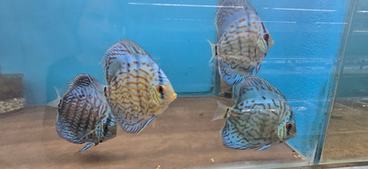 Cobalt Blue Discus (Symphysodon aequifasciatus)~10cm