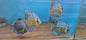 Cobalt Blue Discus (Symphysodon aequifasciatus)~10cm