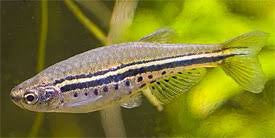Spotted Dwarf Danio (Danio nigrofasciatus)