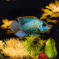 Electric Blue Acara (Andinoacara Pulcher)