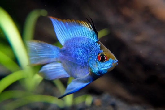 Electric Blue Balloon Ram (Mikrogeophagus ramirezi)