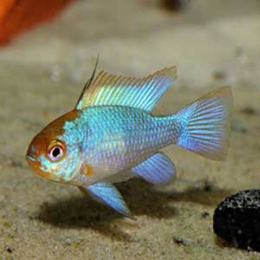 Electric Blue Ram (Mikrogeophagus ramirezi)
