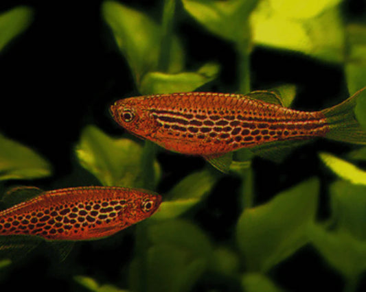 Fire Ring Kyathit Danio (Danio kyathit)