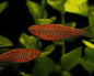 Fire Ring Kyathit Danio (Danio kyathit)