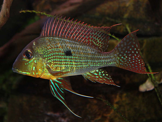 Geophagus Surinamensis