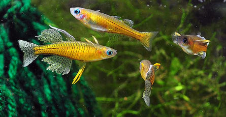 Gertrude’s Spotted Blue Eye Rainbowfish (Pseudomugil gertrudae)