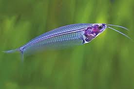 Glass Catfish (Kryptopterus vitreolus)