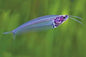 Glass Catfish (Kryptopterus vitreolus)