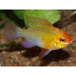 Gold Ram Cichlid (Mikrogeophagus ramirezi var. "Gold")