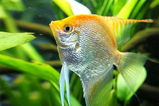 Gold Angel (Pterophyllum Scalare)