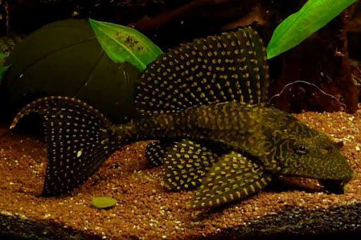 Gold Spot Pleco (Pterygoplichthys joselimaianus)
