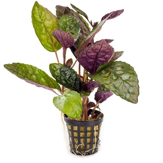 Green Scarlet Leaf (Hemigraphis Colorata)