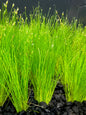 Hair Grass (Eleocharis Parvula)