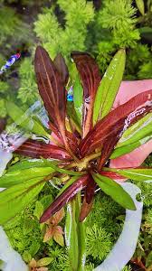 Echinodorus Horemanii Red Sword