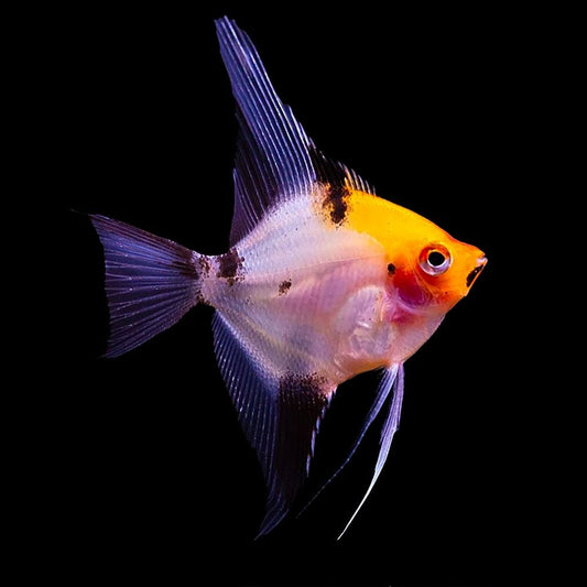 Koi Angel (Pterophyllum Scalare)