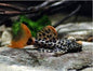 Leopard Cactus Pleco (Pseudacanthicus cf. leopardus) L114