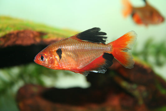 Long fin Serpae Tetra (Hyphessobrycon eques)