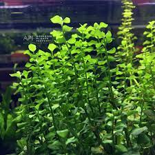 lysimachia (lysimachia nummularia)