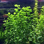 lysimachia (lysimachia nummularia)