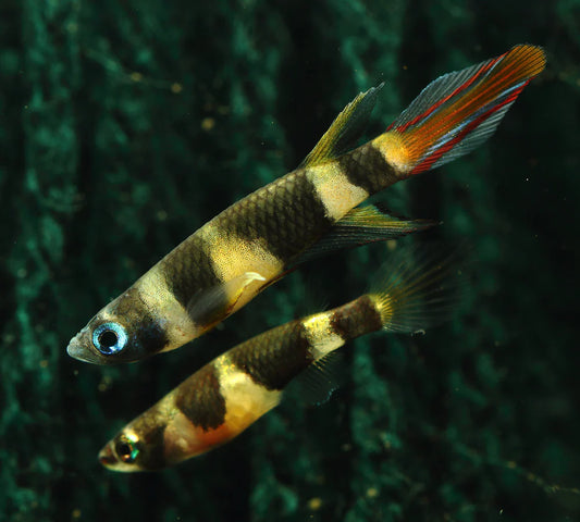 Rocket Killifish/ Clown Killifish (Epiplatys annulatus)