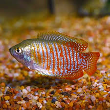 Neon Dwarf Gourami (Trichogaster lalius)