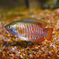 Neon Dwarf Gourami (Trichogaster lalius)