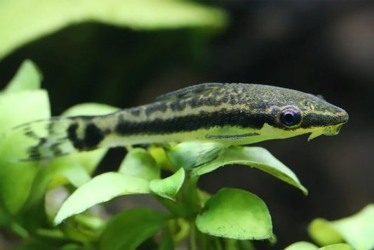 Otocinclus