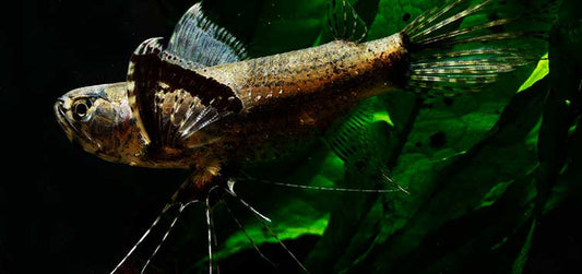 African Butterfly Fish (Pantodon buchholzi