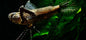 African Butterfly Fish (Pantodon buchholzi