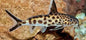 Petricola Catfish (Synodontis Petricola)