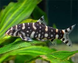 Polka Dot Loach (Botia kubotai)