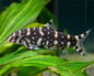Polka Dot Loach (Botia kubotai)