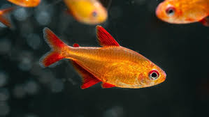 Red Cherry Tetra (Hyphessobrycon sp. 'Muzel red cherry)