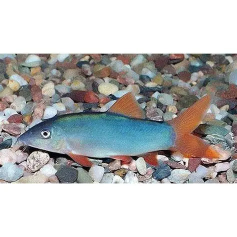 Red Fin Loach (Yasuhikotakia Modesta)