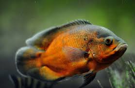 Red Oscar (Astronotus ocellatus)