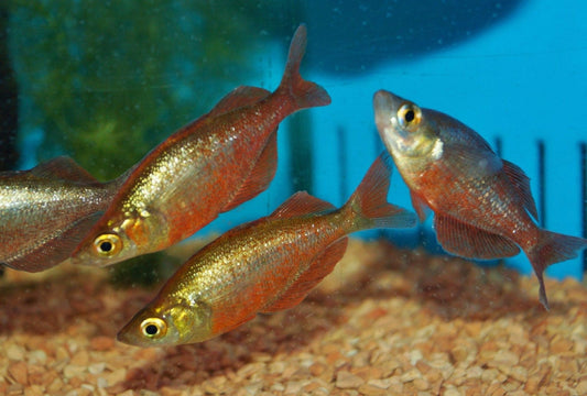 Red Rainbowfish (Glossolepis incisus)