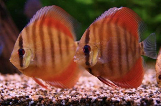 Rose Red Discus (Symphysodon aequifasciata) ~6-7cm