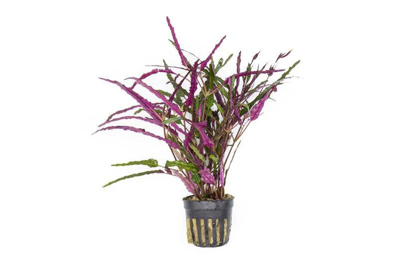 Red Sawtooth (hemigraphis repanda)