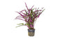 Red Sawtooth (hemigraphis repanda)