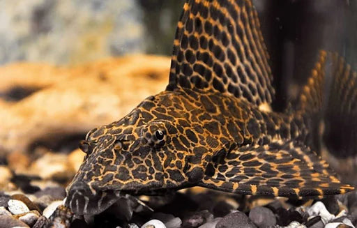Red Spot Pleco (Pterygoplichthys gibbiceps)