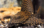 Red Spot Pleco (Pterygoplichthys gibbiceps)