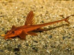 Red Lizard Whiptail Catfish (Rineloricaria sp) (L010a)