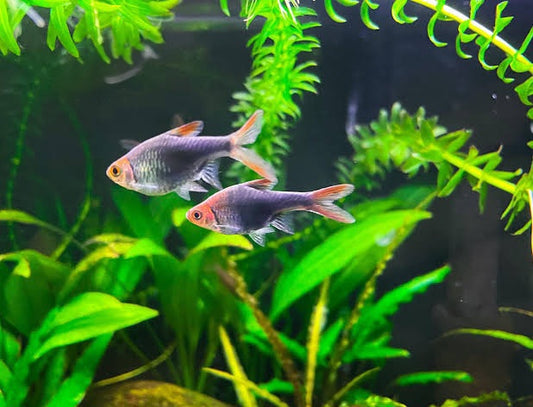 Gold Head Purple Rasbora (Rasbora dorsiocellata)