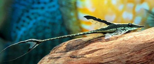 Royal Whiptail Catfish (Sturisoma panamense)